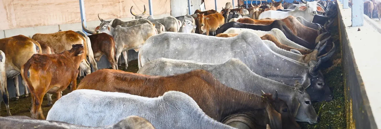 01_04_2025_17_19_27stray-gauvansh-feeding-program-dashboard-banner